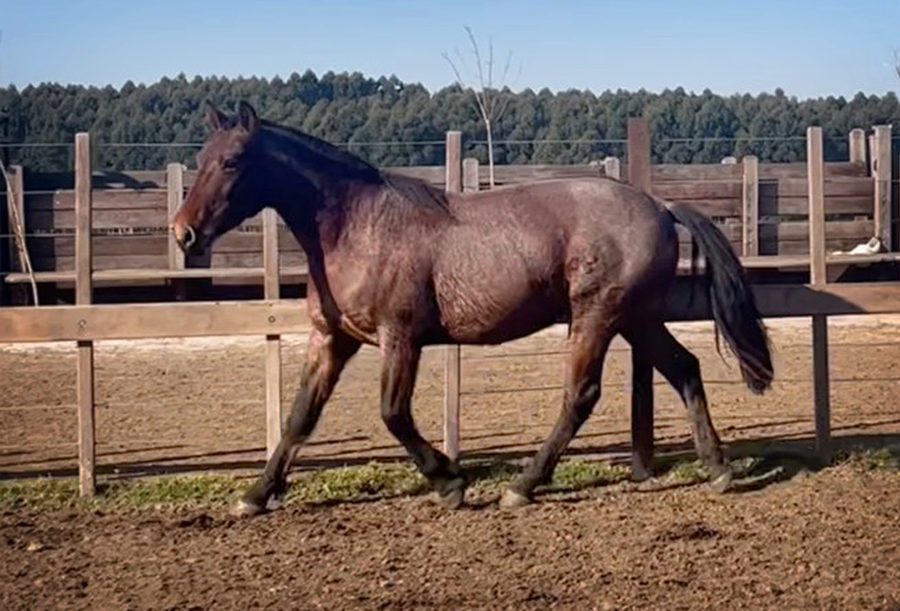 Lote PAULISTA ENTONADO