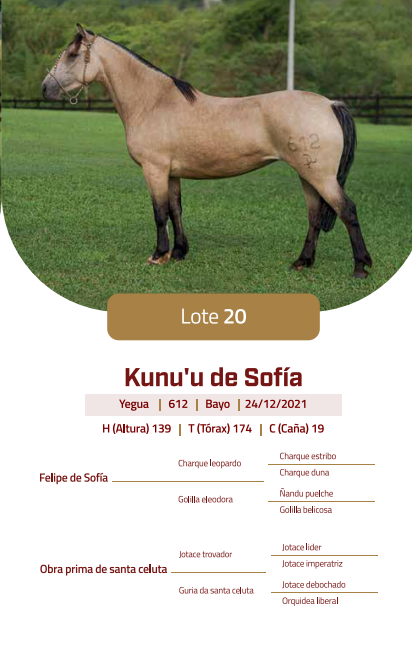 Lote LOTE 20