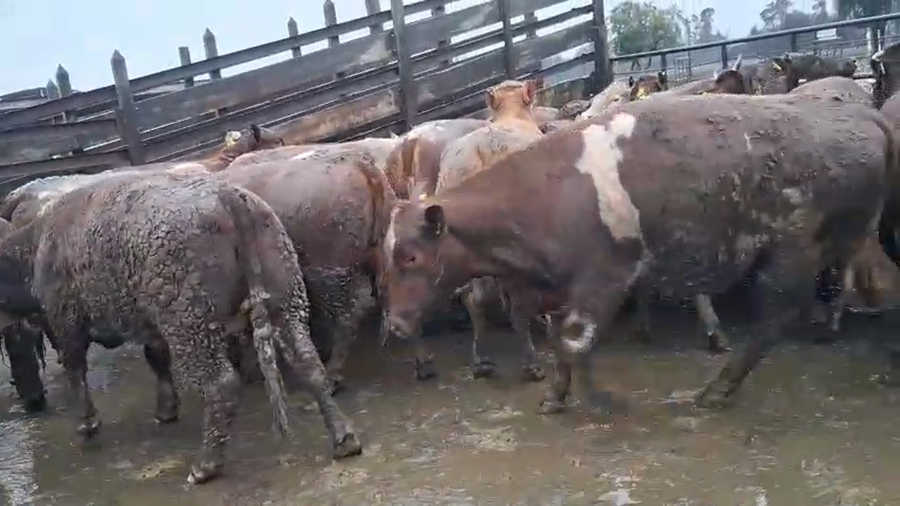Lote 40 Vaquilla Gorda en Los Ángeles, VIII Región Biobío