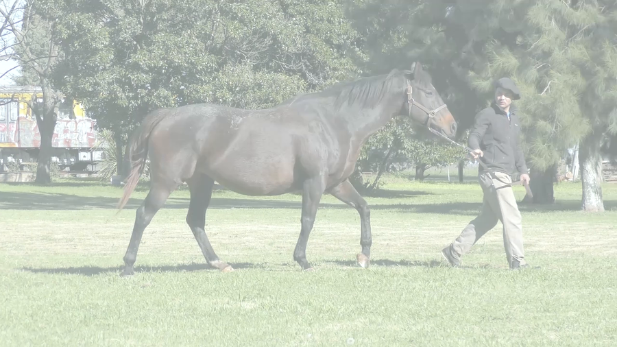 Lote HERNIKA (ROMAN RULER -  HELENA SMILE)  Preñez por  DADDY LONG LEGS