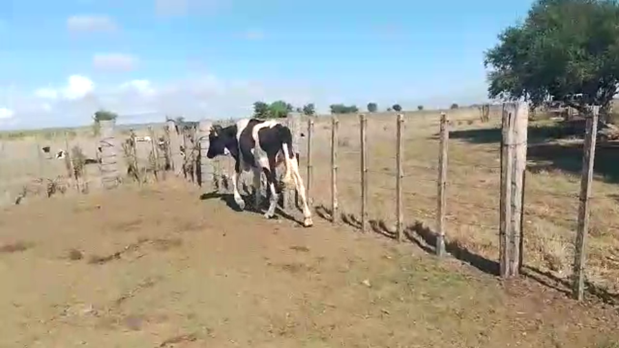 Lote Novillos Holando a remate en Pantalla Camy en Chamizo