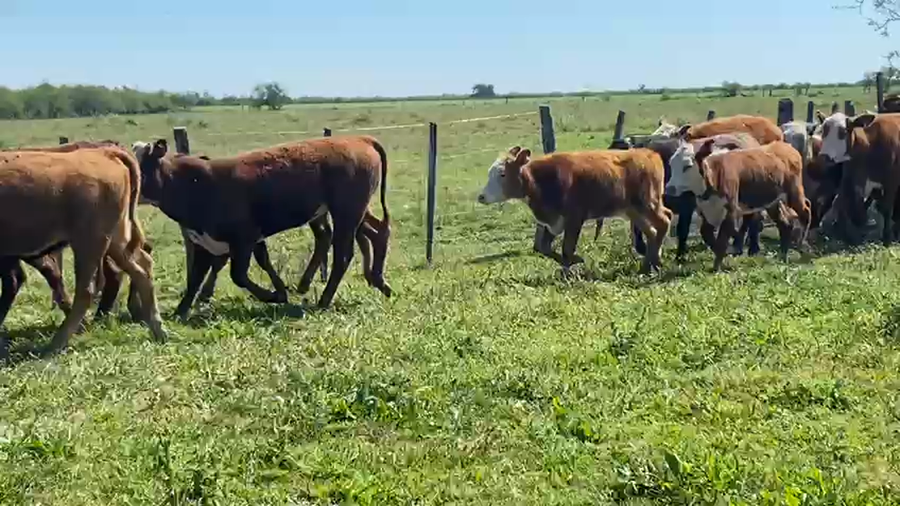 Lote 80 Terneras en Corrientes, Sauce