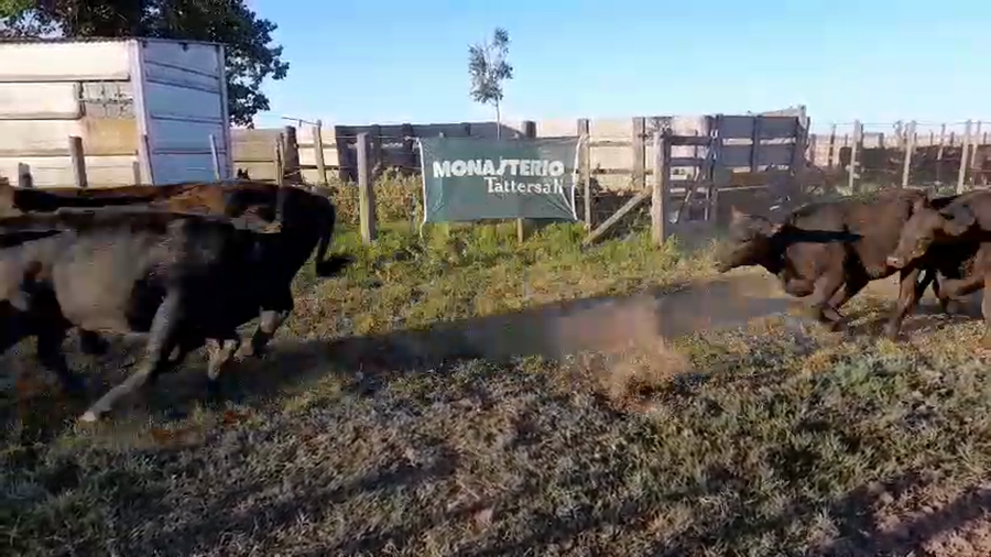 Lote 95 Terneras en Benito Juárez