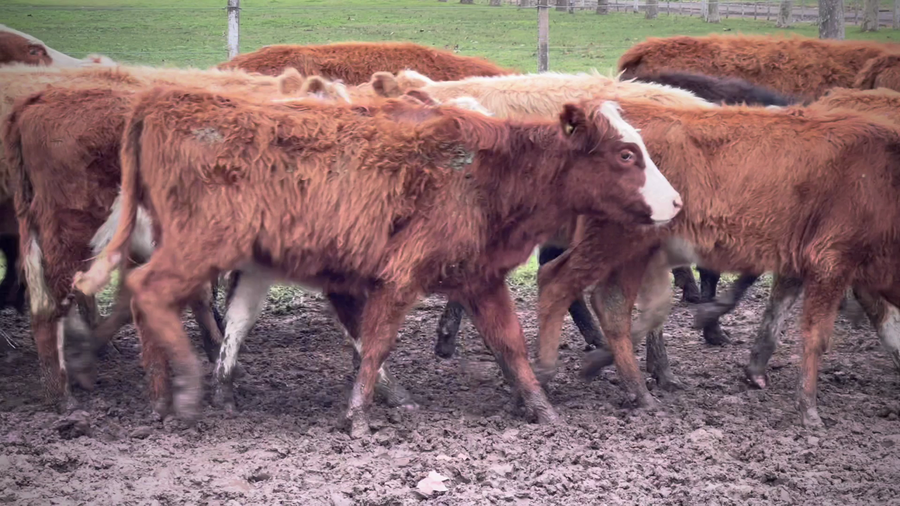 Lote 30 Terneras en Brandsen, Buenos Aires