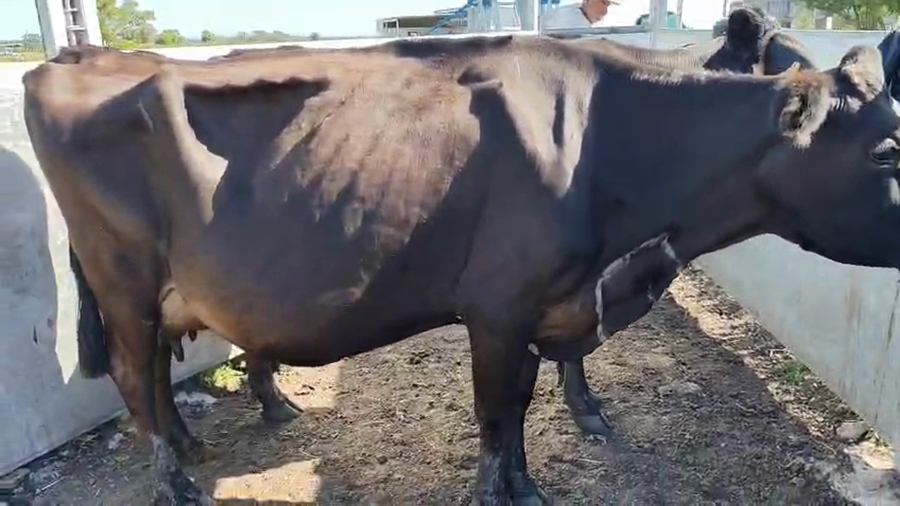 Lote 2 Vacas de Invernada 500kg - , San José