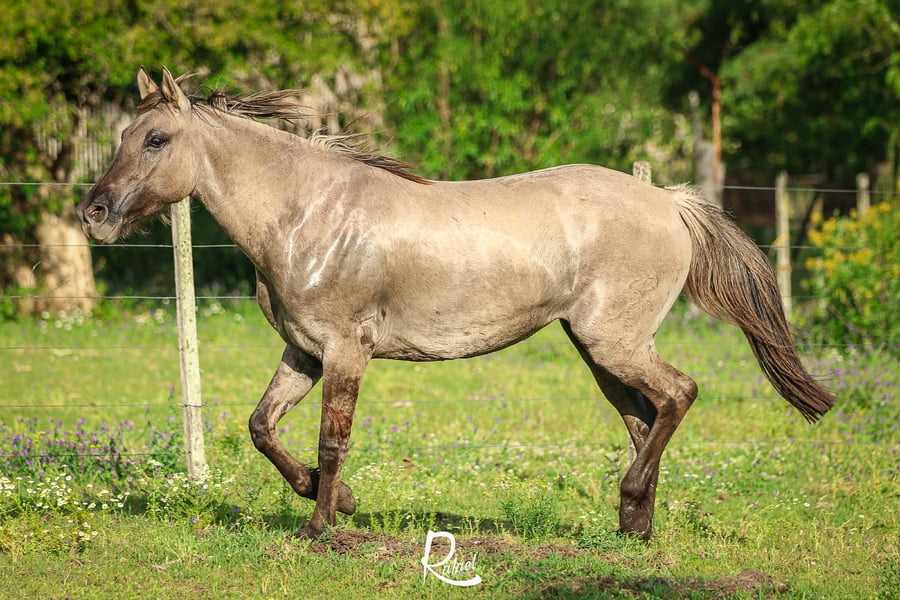 Lote SA Totoral Chasquera