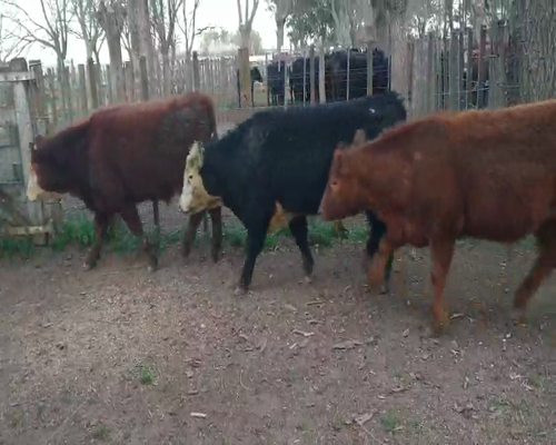 Lote 8 Novillitos en Gral. Lamadrid, Buenos Aires