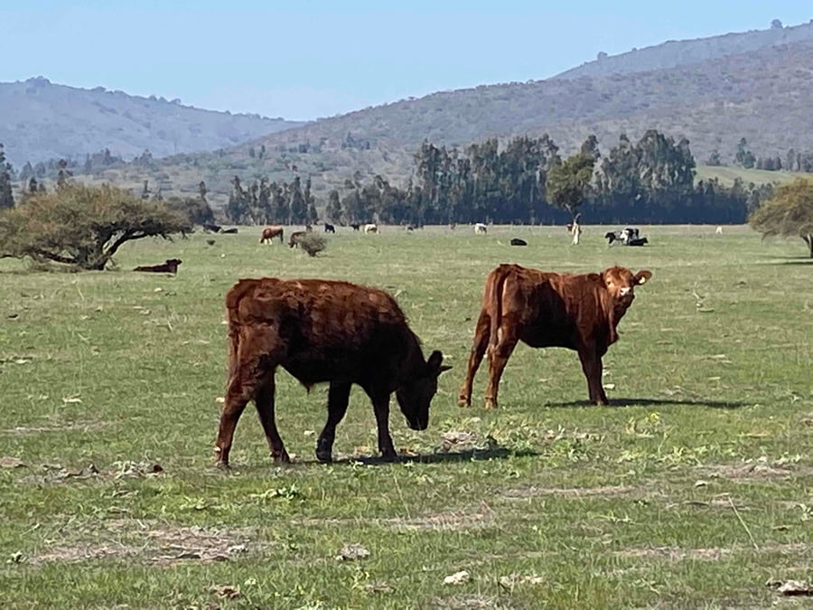 Lote 53 Novillo Engorda en V  Región Valparaíso, Cartagena