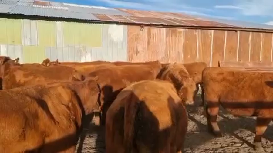 Lote 40 Novillo Engorda en Coyhaique, XI Región Aysén