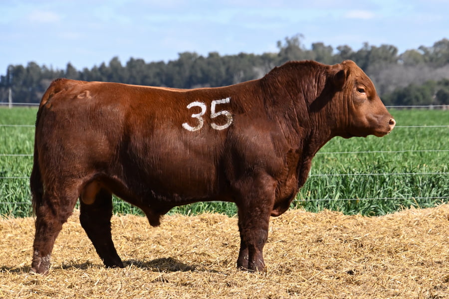 Lote TORO ANGUS PC
