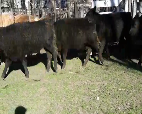 Lote 23 Terneras en Gral. Lamadrid, Buenos Aires