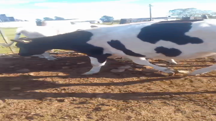 Lote 28 Novillos Holando a remate en Pantalla Camy, Canelones