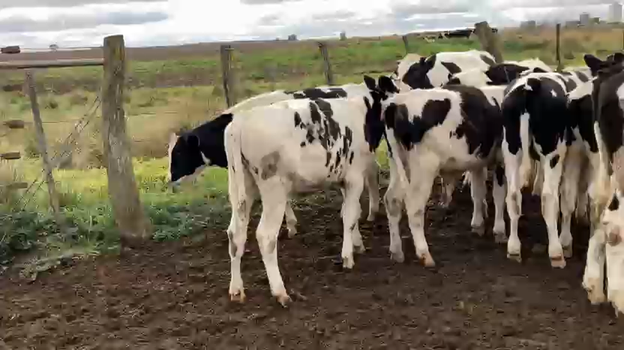 Lote 14 Terneros Holando Gral. Manuel Campos - LP
