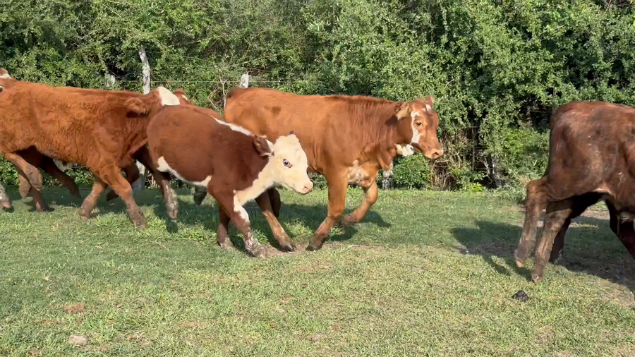 Lote 42 Terneros/as en Corrientes, Mercedes