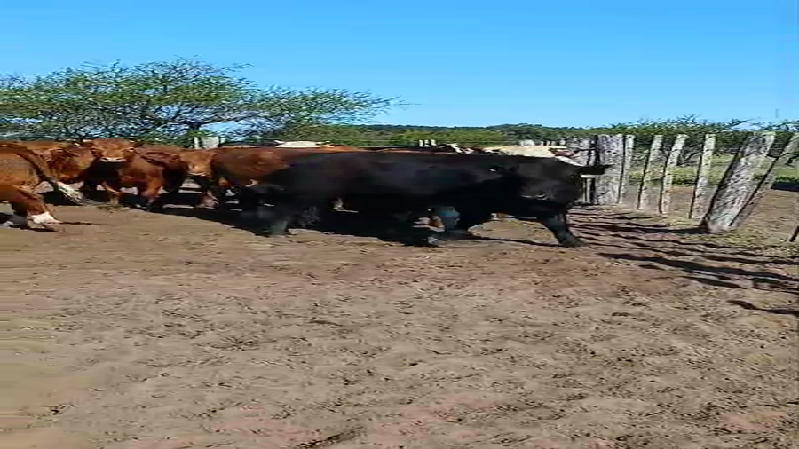 Lote 25 Novillos