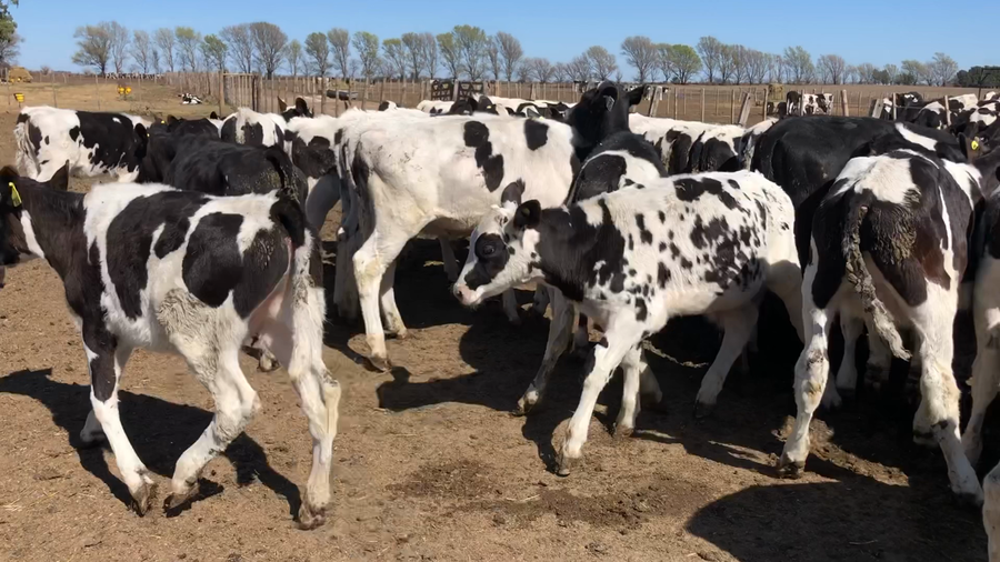 Lote 52 Terneros en Buenos Aires, América