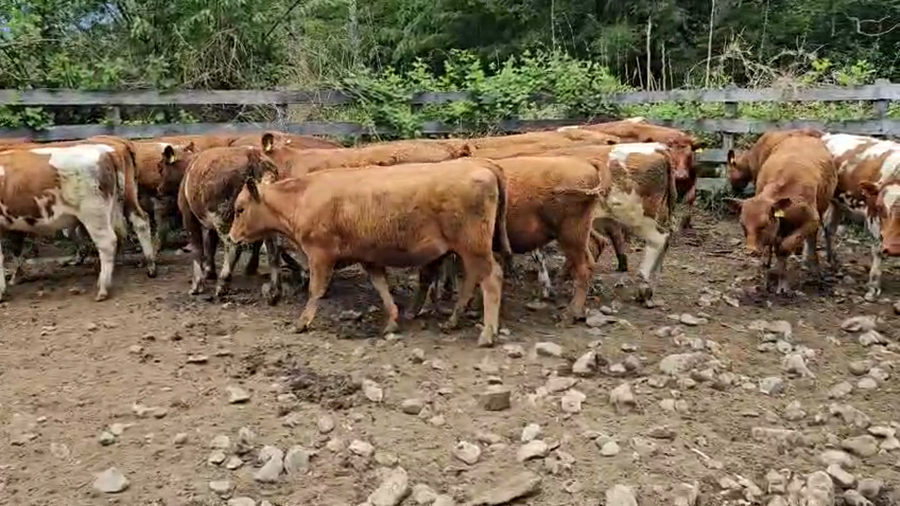 Lote 55 Vaquilla Engorda en Futrono, XIV Región Los Ríos