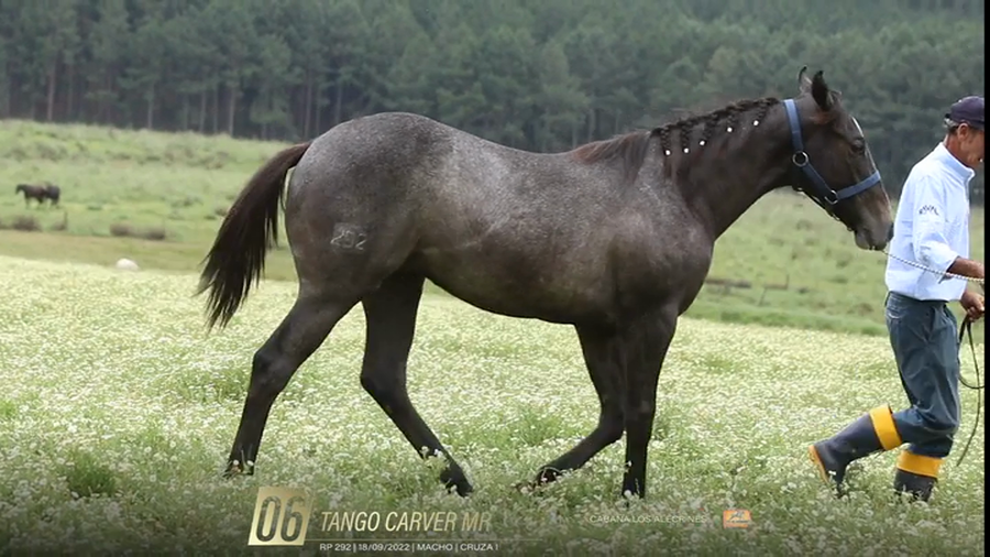 Lote Yeguarizos a remate en 6° Remate Especial de Velocidad, Montevideo