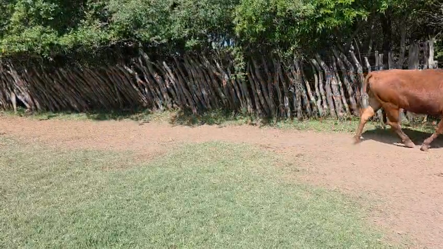 Lote 60 Vacas de invernar en Corrientes, Mocoretá