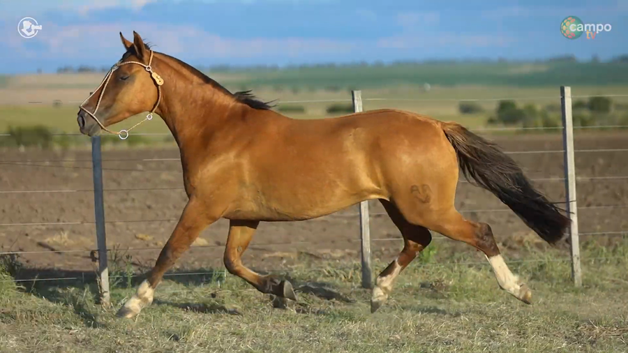 Lote LA ROSADA PASTORA