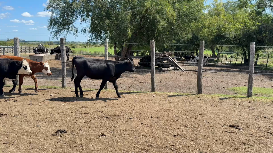 Lote TERNERAS