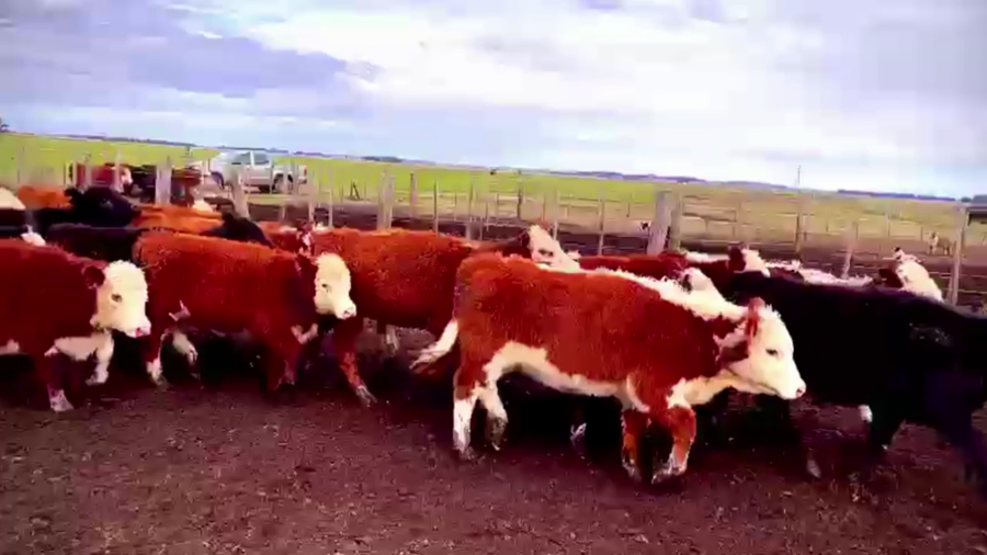 Lote 109 TERNS HEMBRAS, OLAVARRIA, PCIA. DE BS. AS.