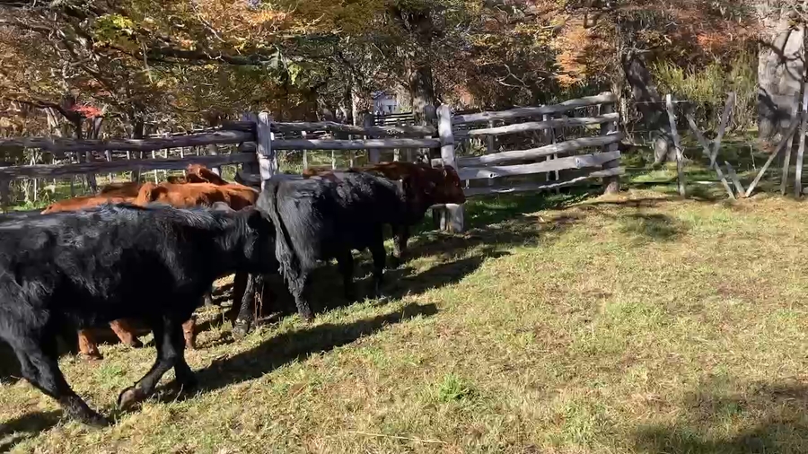 Lote 20 Ternero en Coyhaique, XI Región Aysén