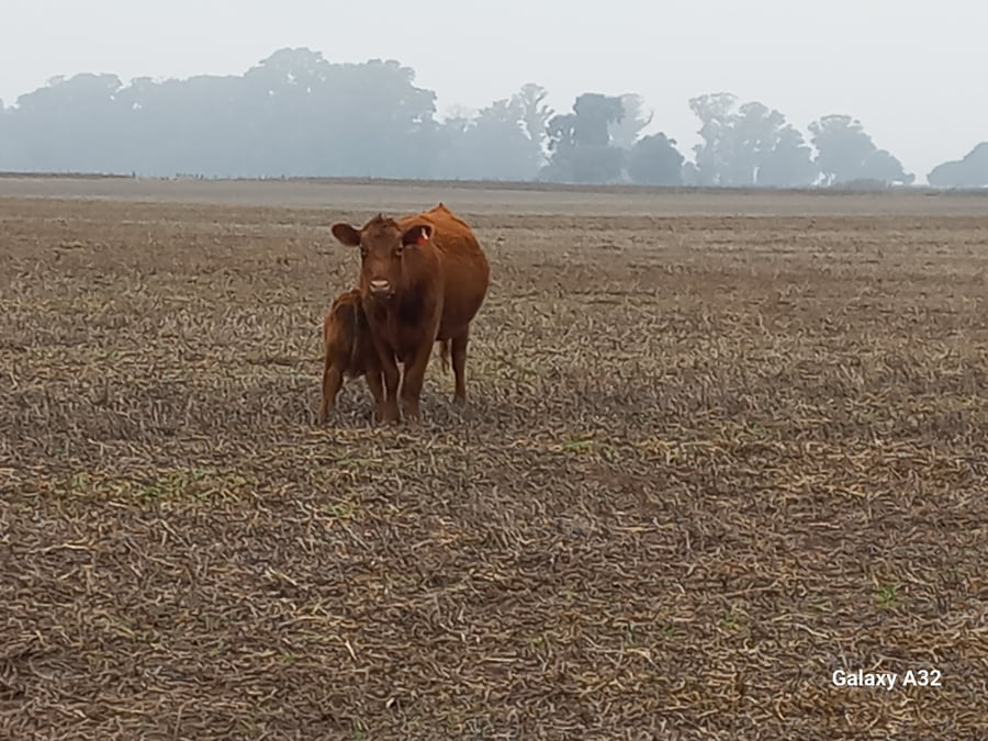 Lote 25 Vaquillonas C/ cria en Daireaux