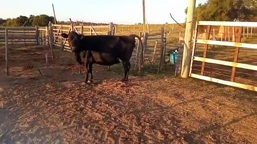 Lote Vaquillonas 1 a 2 años kiwi a remate en 4to remate ENTRE MARTILLOS en costas de mauricio