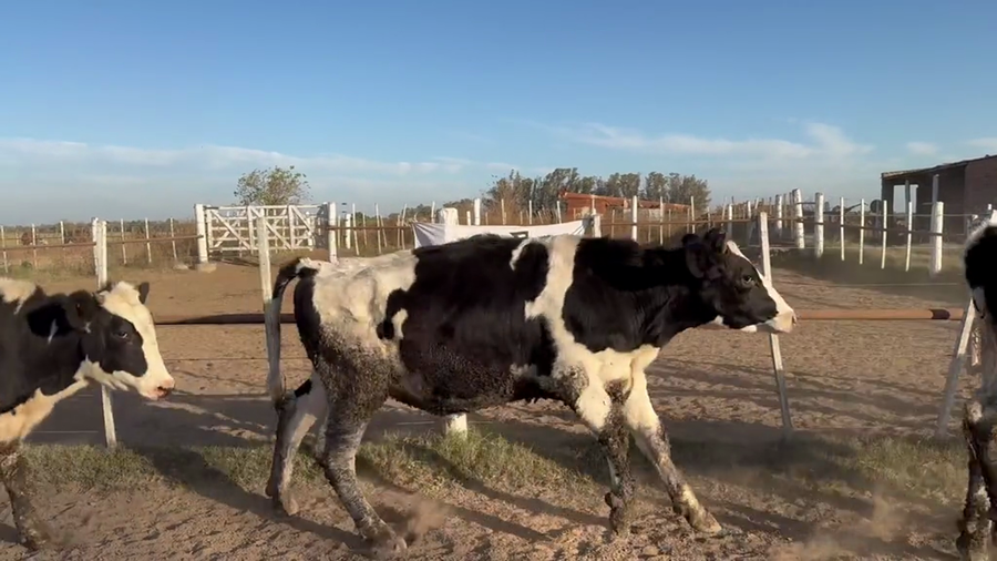 Lote 35 Novillo Consumo en Córdoba, Transito