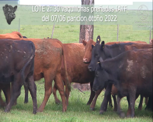 Lote 30 VAQUILLONAS C.G.P. , EN LOBERIA, PBA.-