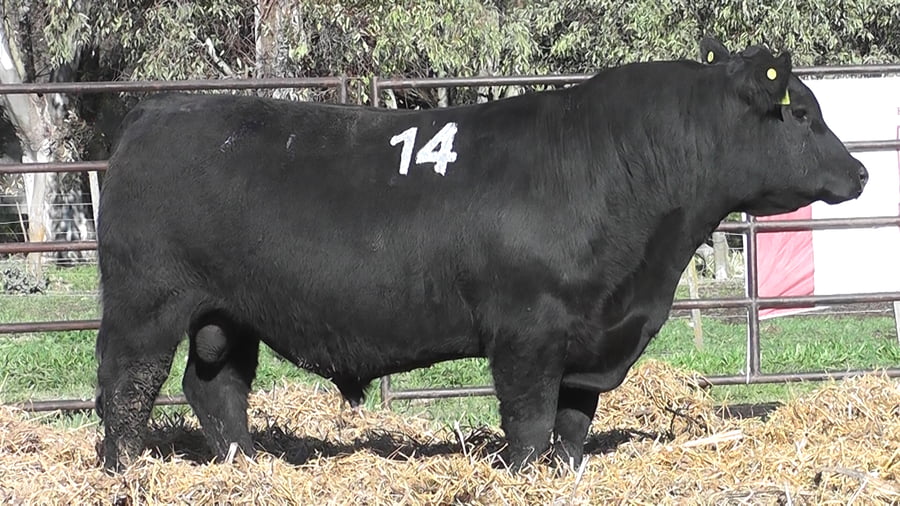 Lote ANGUS PURO CONTROLADO