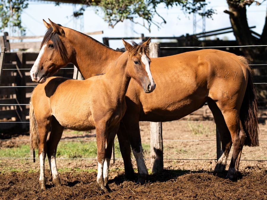 Lote CINCO-AR ESPERANZA