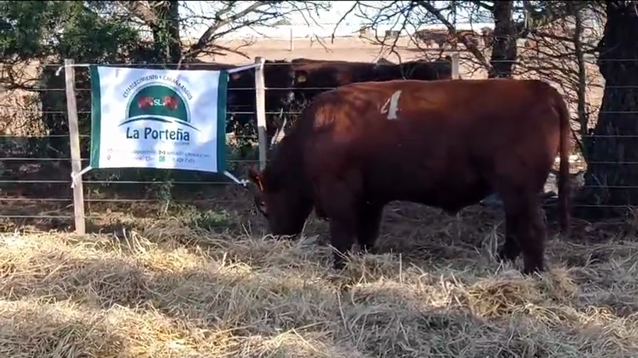 Lote 1 Toros en Córdoba, La Porteña