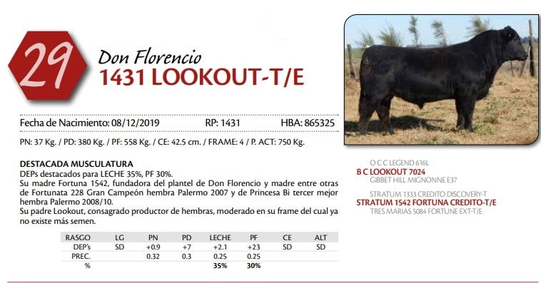 Lote TORO