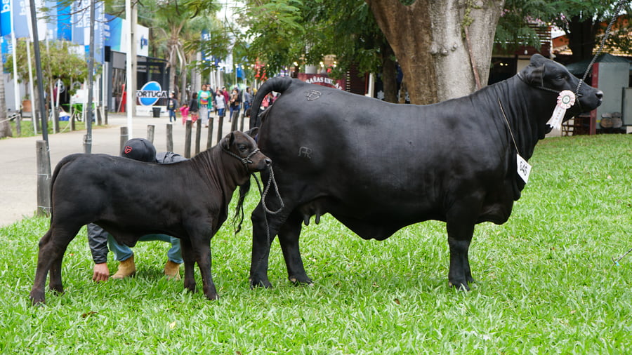 Lote Brangus a Bozal Expo 2022 RP 2388 - Lote 7