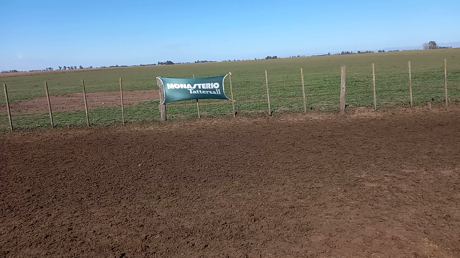 Lote 60 Terneros en Coronel Suarez, Buenos Aires