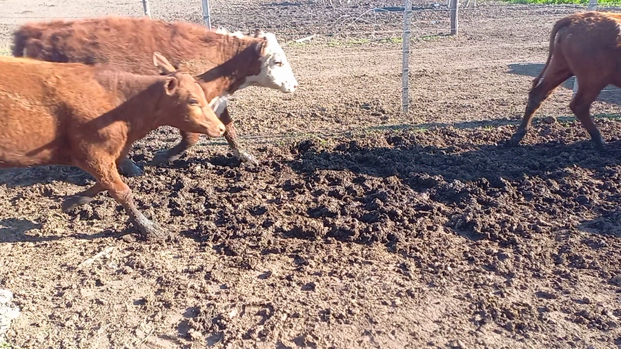 Lote 29 Terneros/as Cruzas en Col. San Pedro, Córdoba