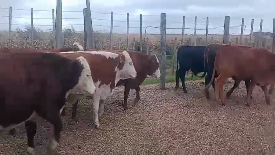 Lote 61 Novillitos en Santa Fe, Susana