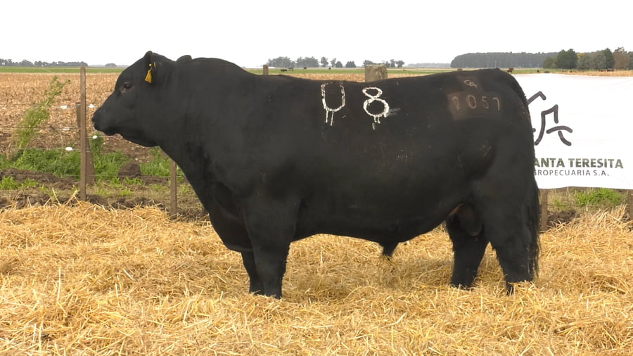 Lote Toros PC Negros