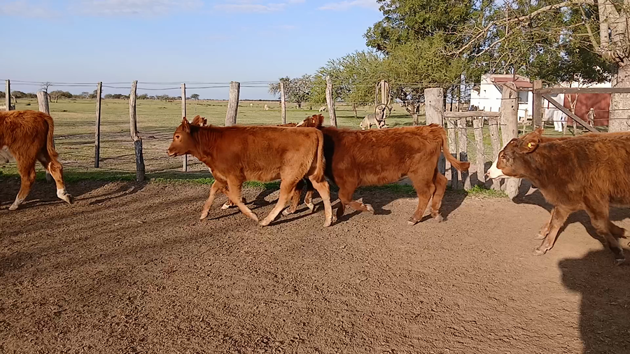 Lote 80 Terneros/as