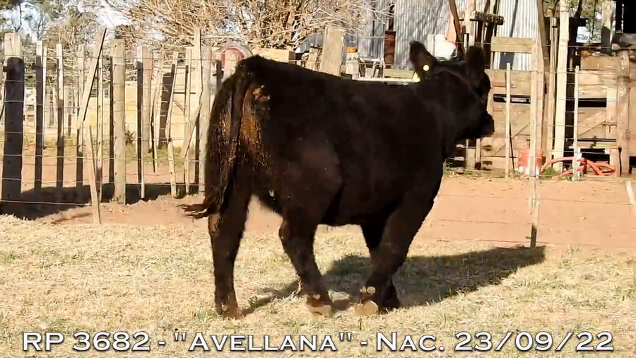 Lote VAQUILLONAS  P.P.