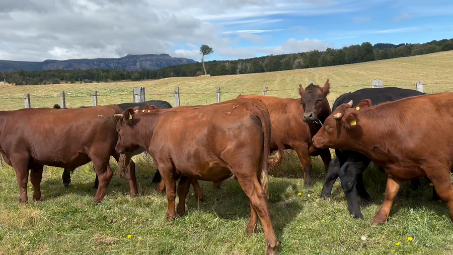 Lote 31 Novillo Engorda en XI Región Aysén, Coyhaique