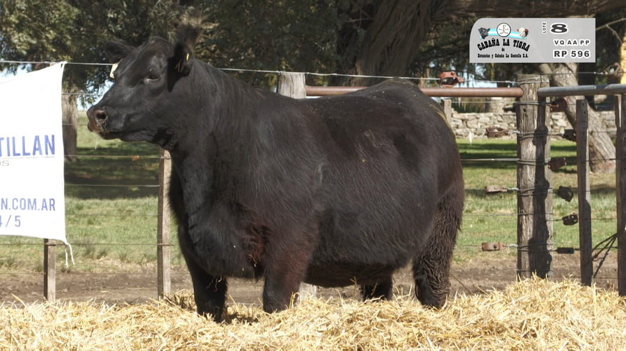Lote HEMBRAS ANGUS PURAS DE PEDIGREE PREÑADAS