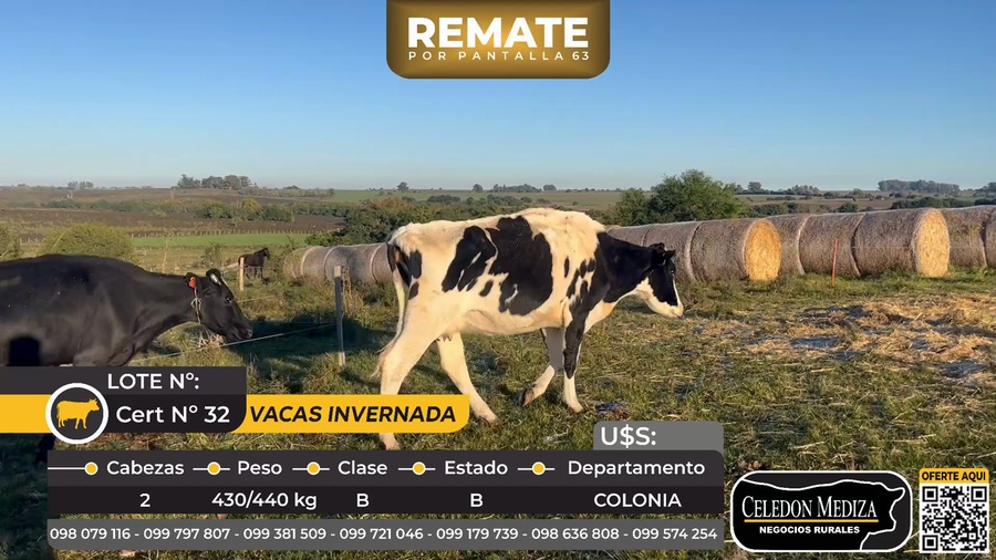 Lote 2 Vacas de Invernada en Piedra Chata, a 15 km de Cardona Colonia