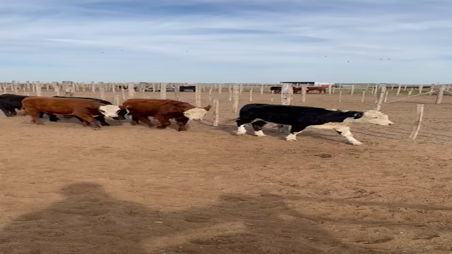 Lote 79 Terneros en Agustoni, La Pampa