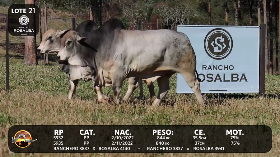 Lote LOTE 21