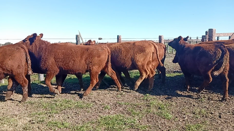 Lote 29 Vaquillonas P/ entorar en Entre Ríos, Conscripto Bernardi