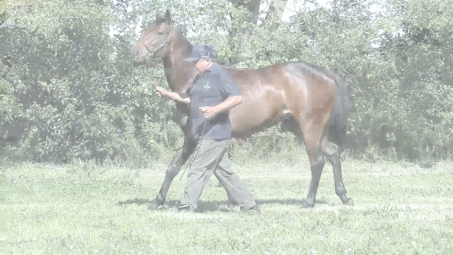 Lote JOY THE MAD (ROMAN JOY -  MAD STAR)