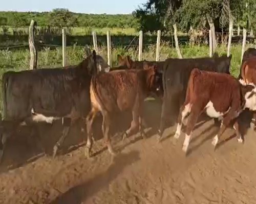 Lote 70 Terneros/as en San Salvador, Entre Ríos